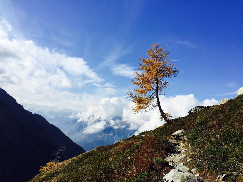 Einsamer Baum auf einem Berghang unter blauem Himmel.