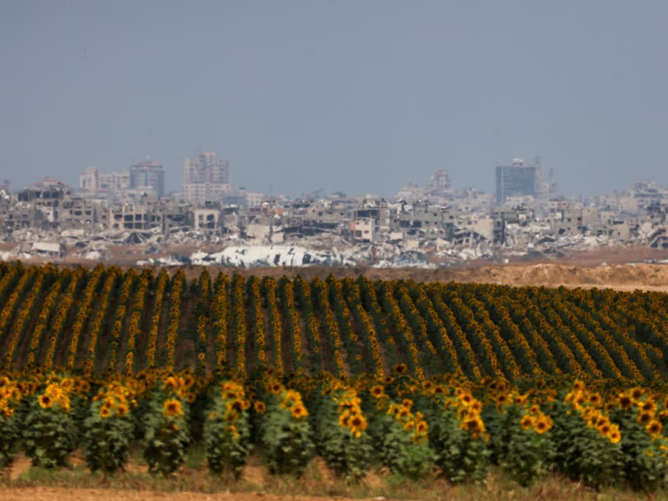 Feld mit Sonnenblumen vor dem Gazastreifen.
