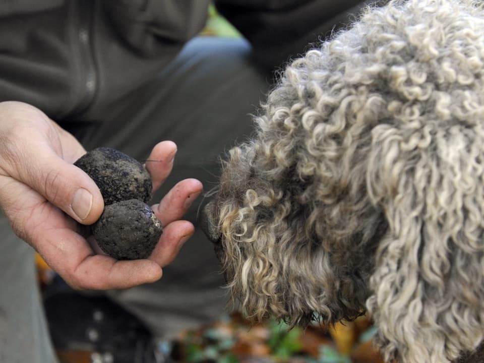 Ein Hund schnuppert an einer Trüffel