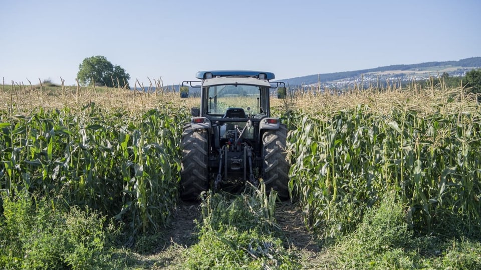 Im Bereich Landwirtschaft soll eine Erhöhung der Subventionen ausbleiben. Auf dem Bild: Ein Traktor in einem Maisfeld.