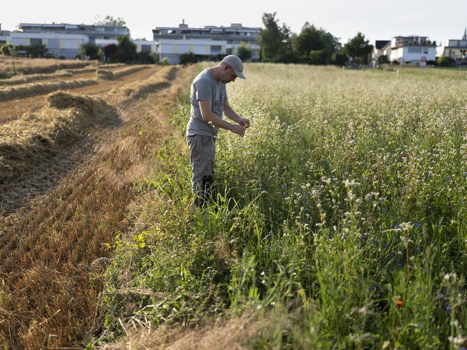 Ein Feld mit verschiedenen Pflanzen und Blumen.