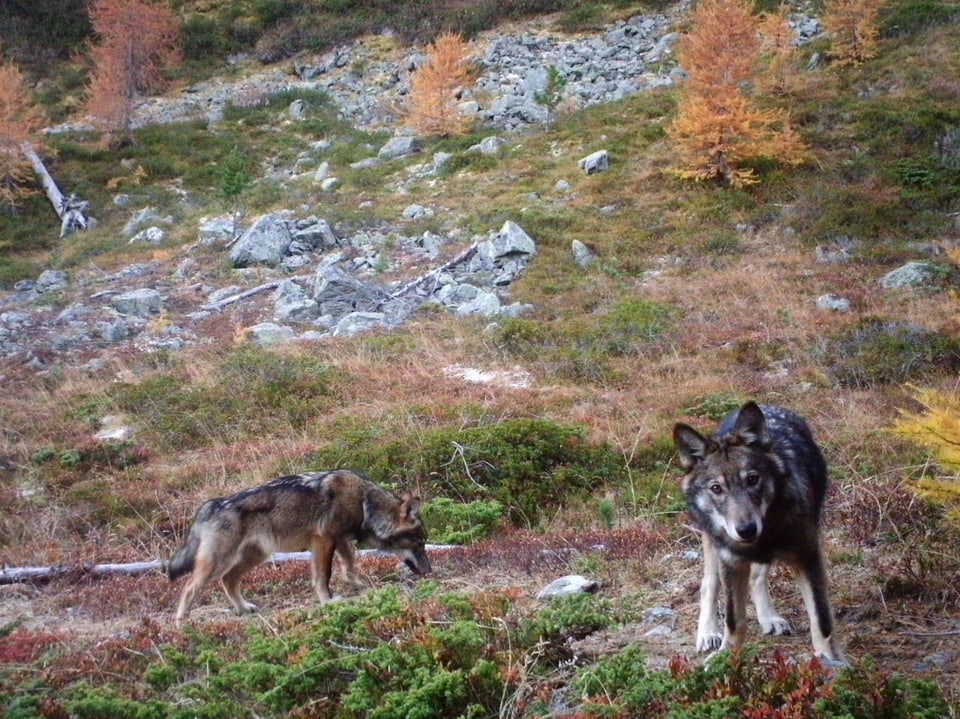 Zwei Wölfe in der Natur