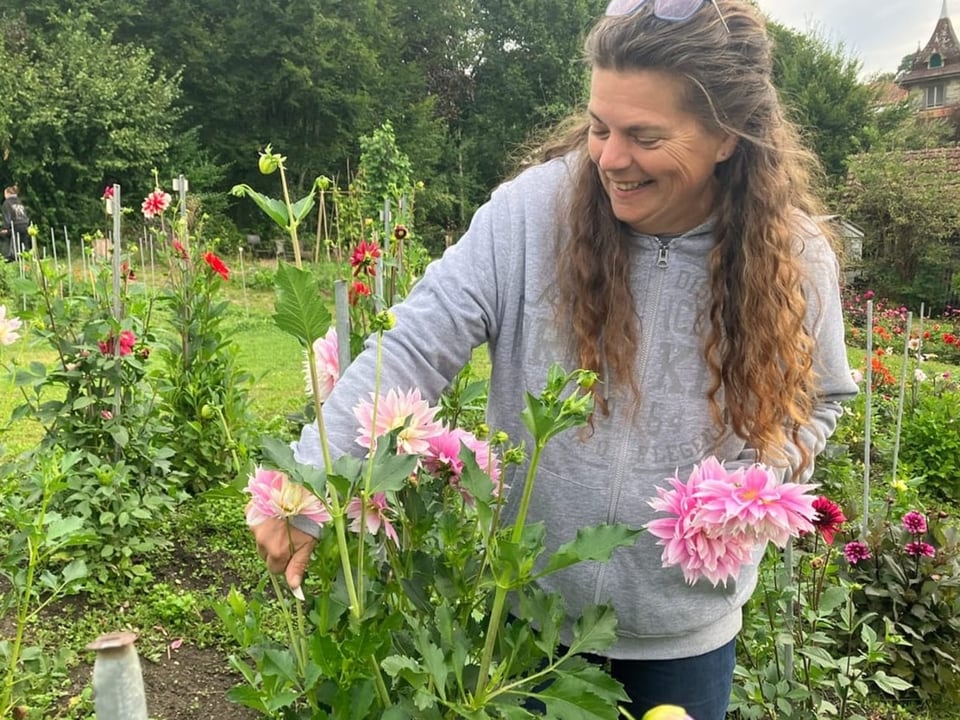 Frau schneidet Dahlien in Feld.