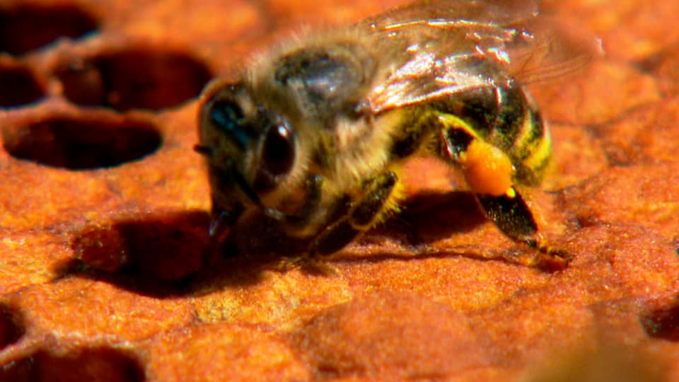 Streitobjekt: Wissenschaftler streiten sich über die Ursachen des Bienensterbens. (Biene an Wabe)