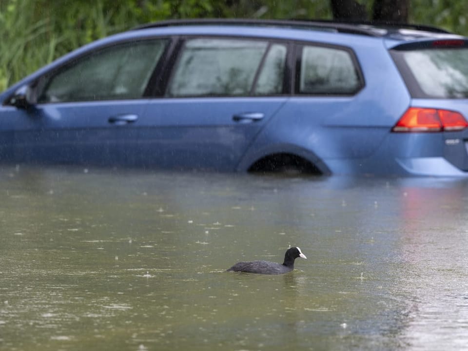 Ein Ente schwimmt an einem Auto vorbei das im Wasser steht. 