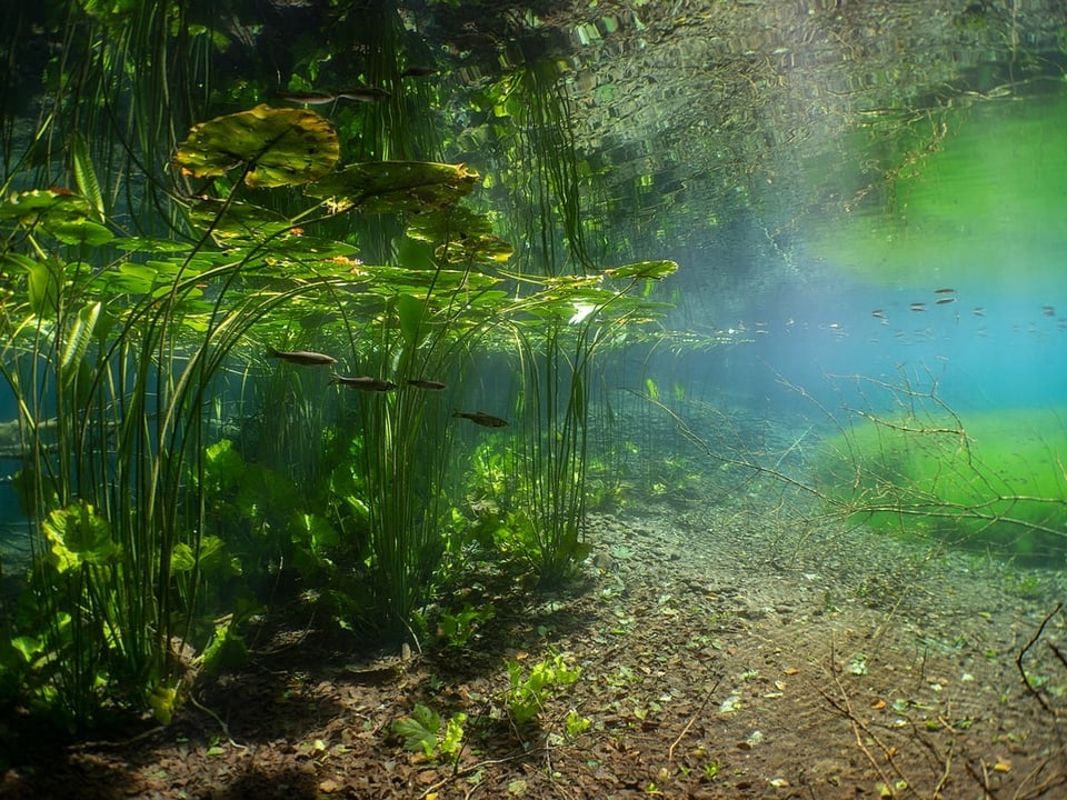 Ein grün-blaues Gemisch aus Wasserpflanzen.