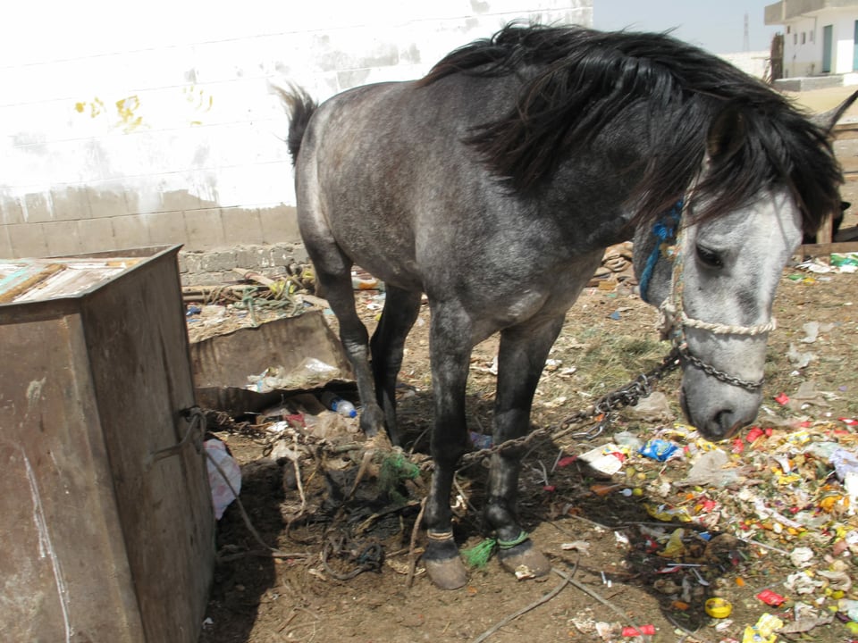Ein verwahrlostes Pferd in Ägypten
