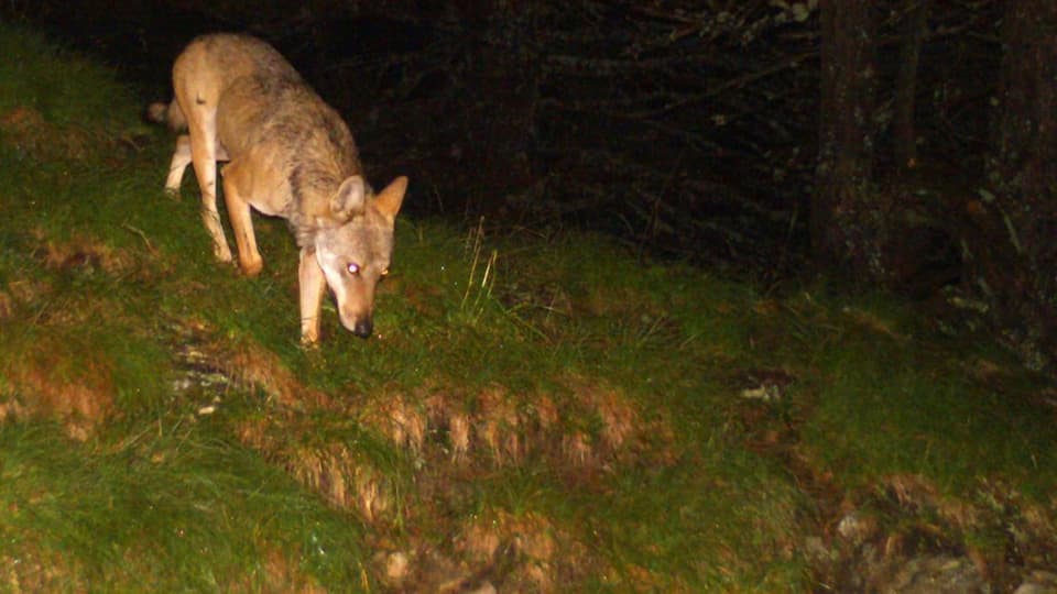 Wolf in Graubünden