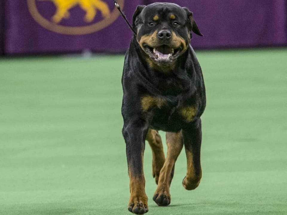 Rottweiler 