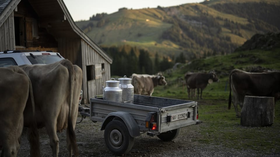 Kühe und zwei Milchkannen auf einem Autoanhänger stehen vor einem Stall in einer Berglandschaft.