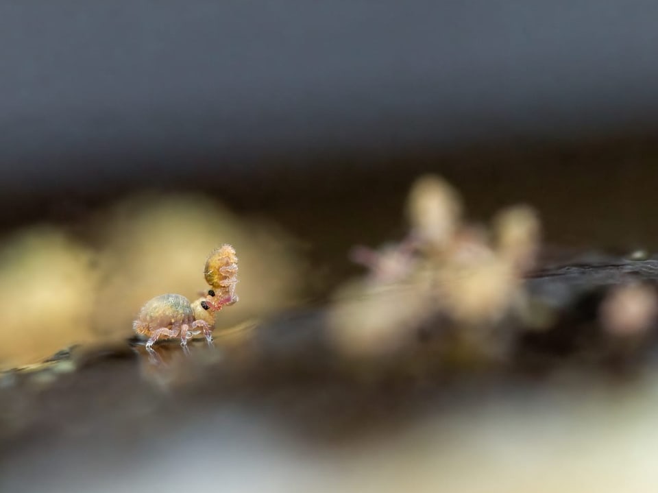 Nahaufnahme eines kleinen Insekts auf einem Ast.