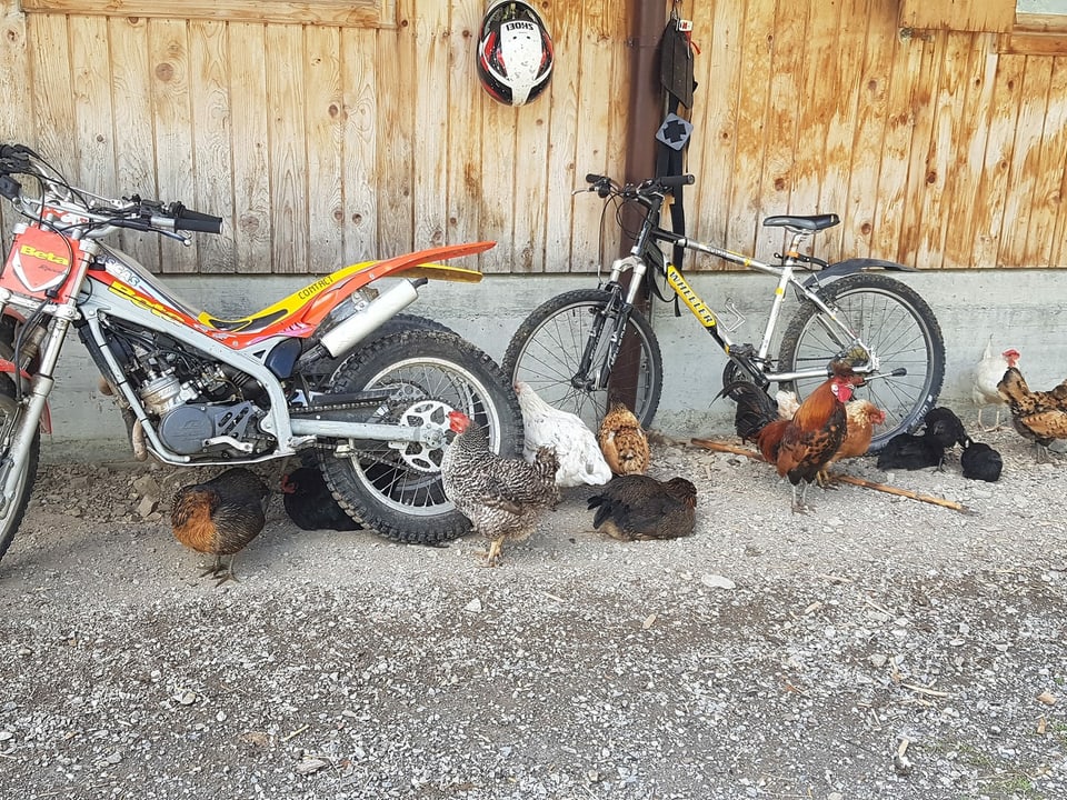 Ein paar Hühner bei einem Motorrad und Fahrrad.