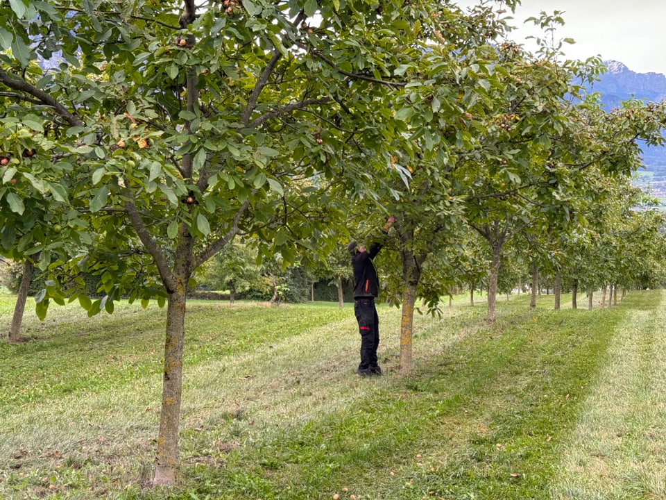 Person pflückt Äpfel von Bäumen in einer Obstplantage.