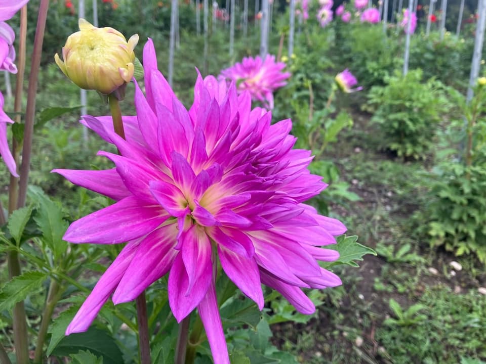 BLume auf Feld.