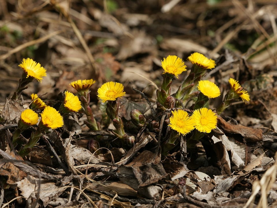 Huflattich, eine der ersten Frühölingsblumen.