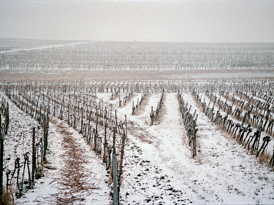 Schnee bedeckte winterliche Weinberge in der Landschaft.