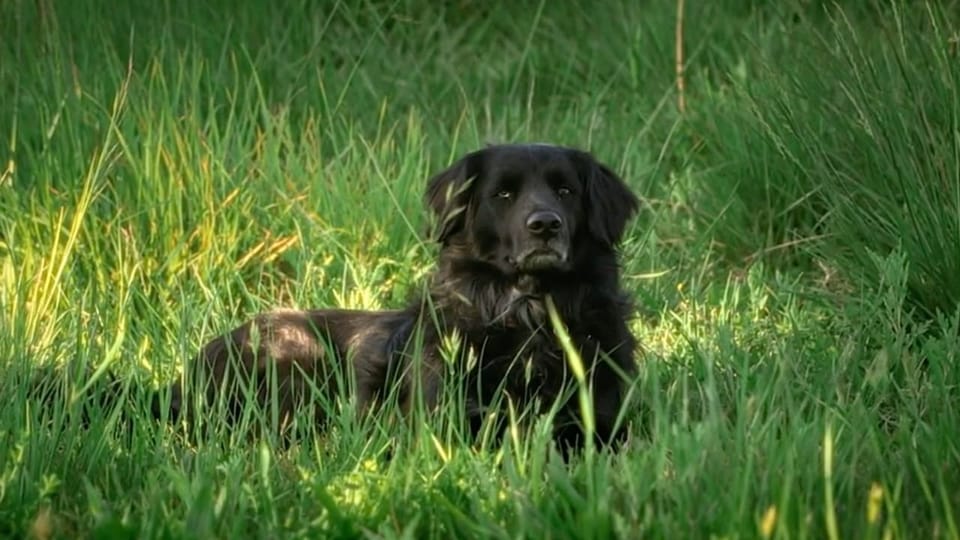 Schwarzer Hund liegt im hohen Gras.
