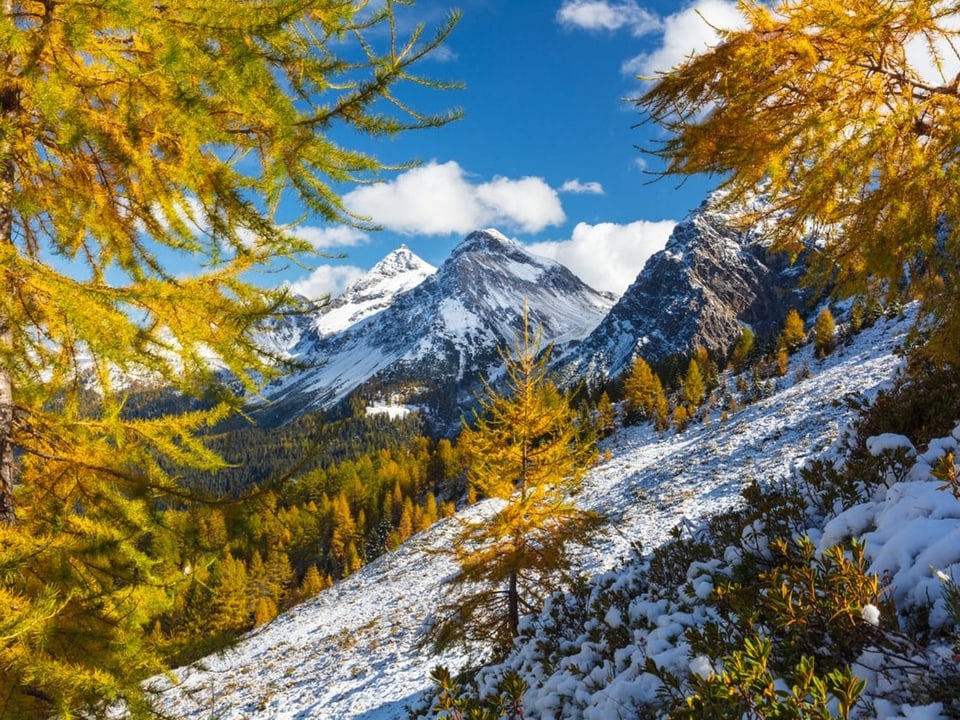 Blick durch gelb verfärbte Lärchen auf Berge mit wenige Neuschnee bei blauem Himmel. 