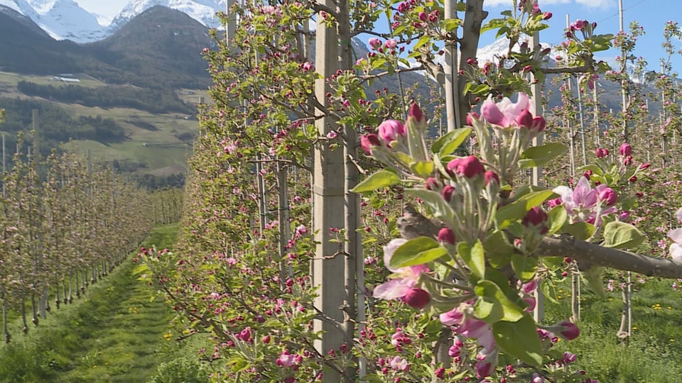 La bostga da maila dal Tirol dal sid.