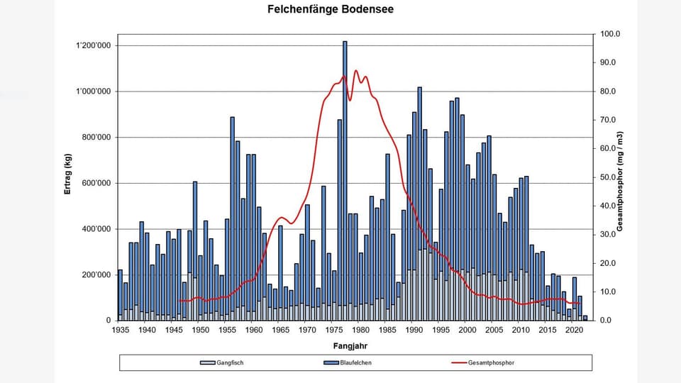 Grafik mit Fangmenge Felchen und Kurve Phosphorgehalt im Bodensee.