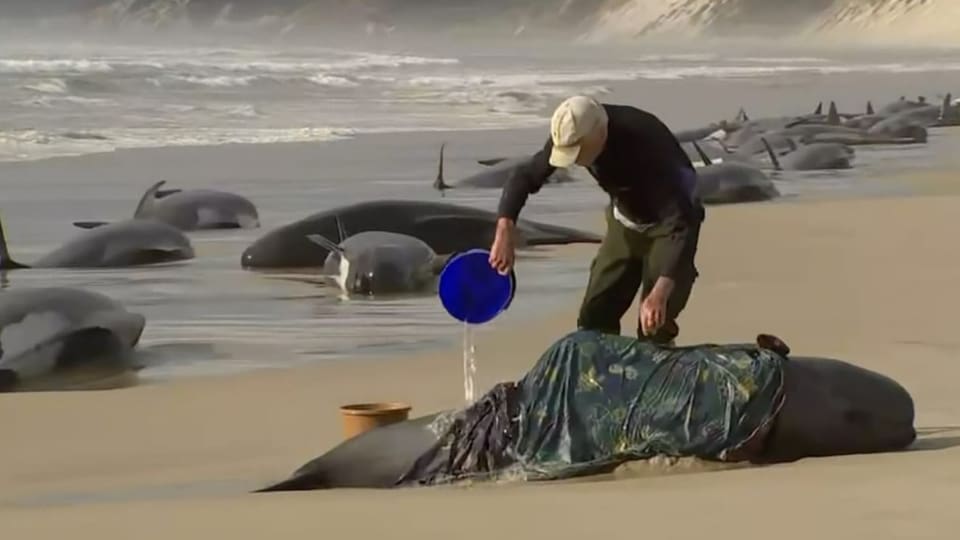 Helfer schüttet Wasser über einen gestrandeten Wal, welcher in eine Decke gehüllt ist.
