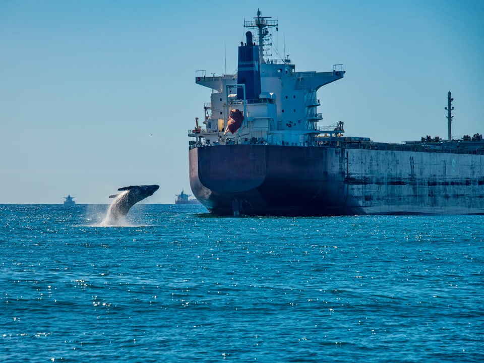 Springender Wal neben Frachtschiff im Meer.