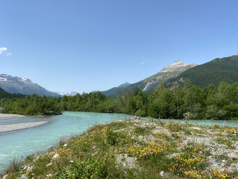 L'En renaturalisà a Bever.