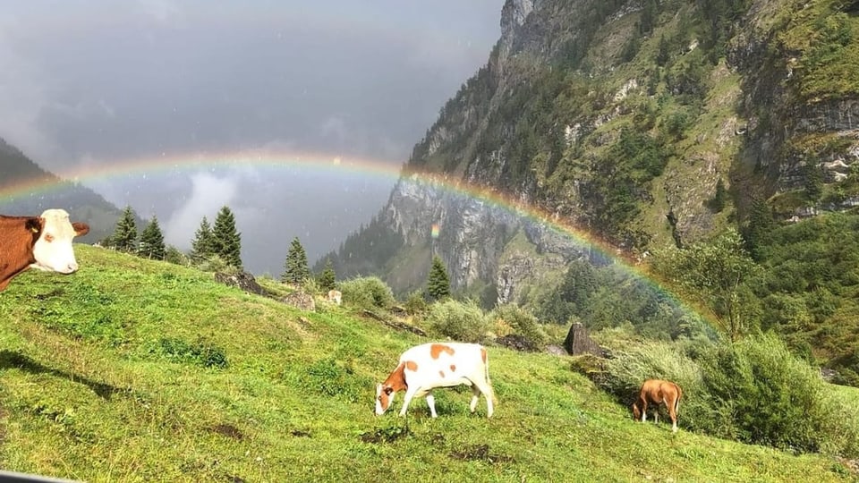 Regenbogen über den Kühen