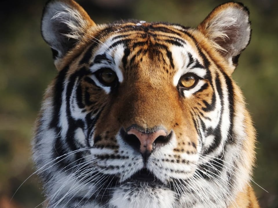 Ein Tiger schaut direkt in die Kamera.