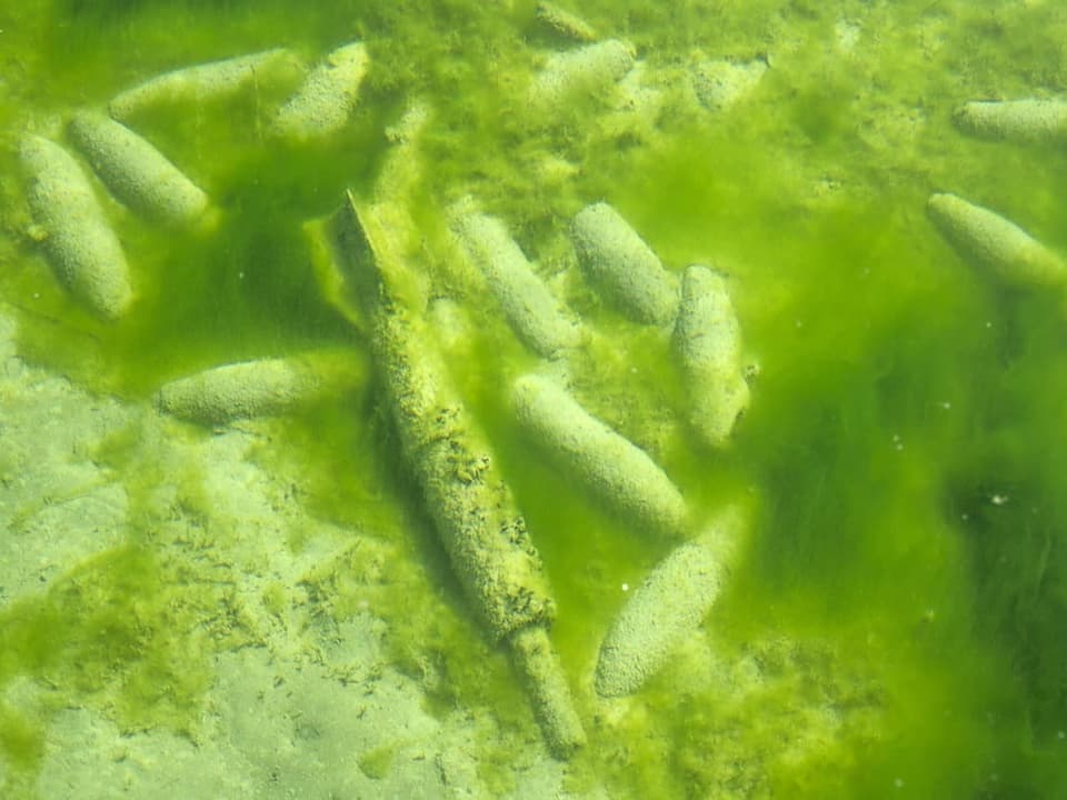 Unterwasseraufnahme von Röhrenwürmern im grünen Wasser.