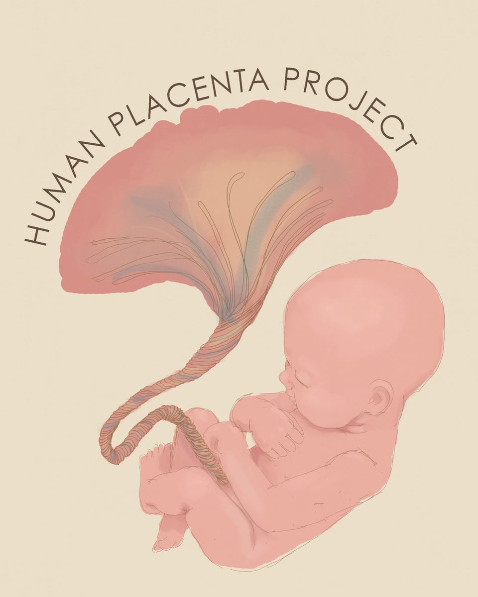 Human Placenta Project Die Plazenta Eine Herausforderung Für Die Forschung Wissen Srf 
