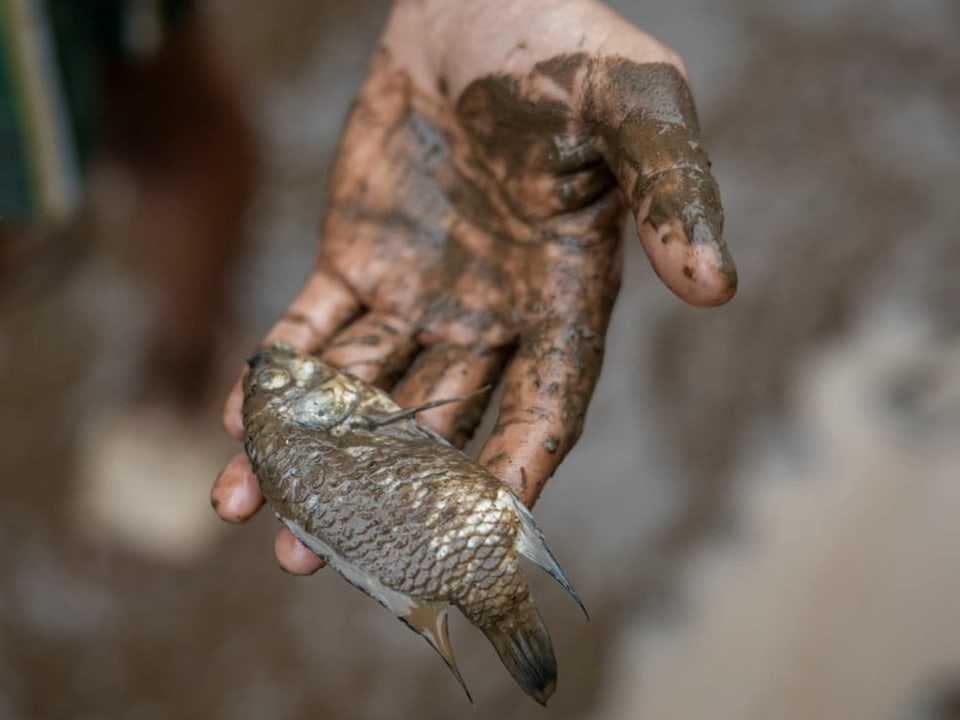 Toter FIsch in einer Hand