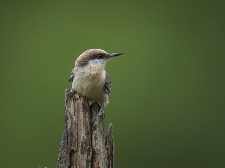 Kleinerer Vogel mit braunem Gefieder auf dem Kopf.