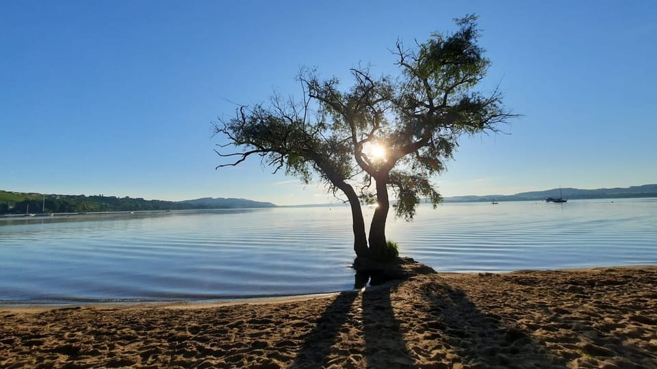 Baum am Strand mit Sonnenaufgang über dem See.