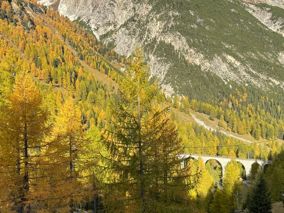 Herbstlicher Bergwald mit Viadukt im Hintergrund.