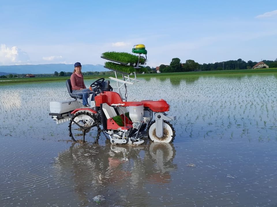 Mann auf Reispflanzmaschine im überschwemmten Feld.