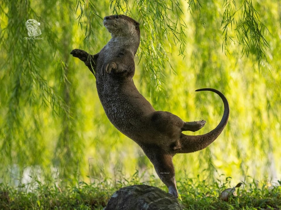 Ein Otter macht eine Bewegung, die aussieht, als würde er Ballettanzen.