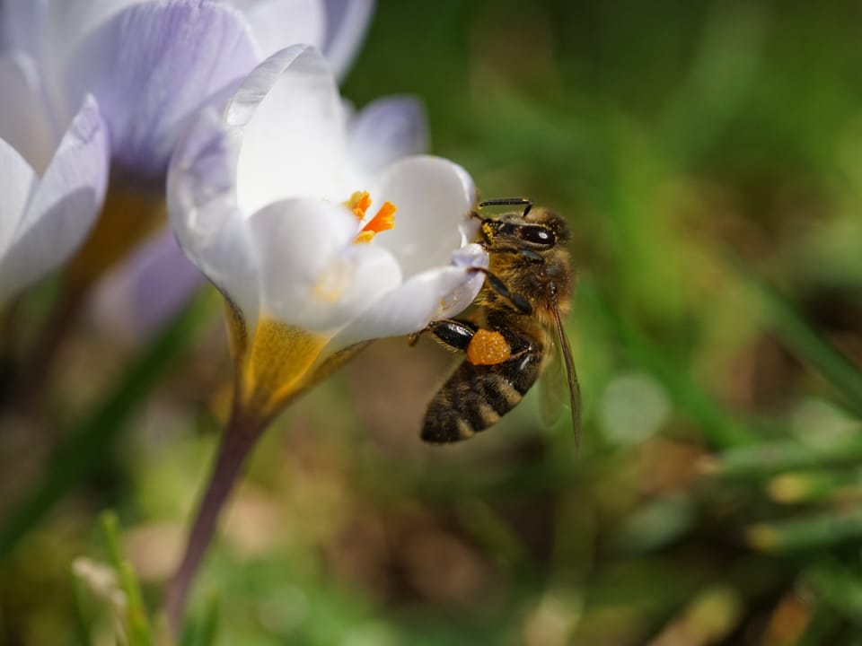 Biene an einer Krokusblume