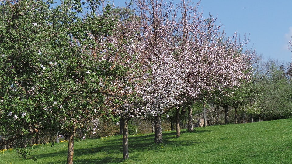 La famiglia Haefele-Berther ha passa 400 plantas da fritgs.