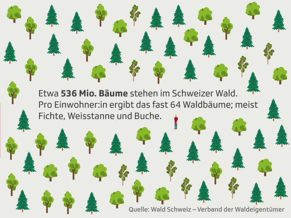 Eine Grafik, die zeigt, dass es in der Schweiz ca. 536 Mio. Bäume im Schweizer Wald gibt. 