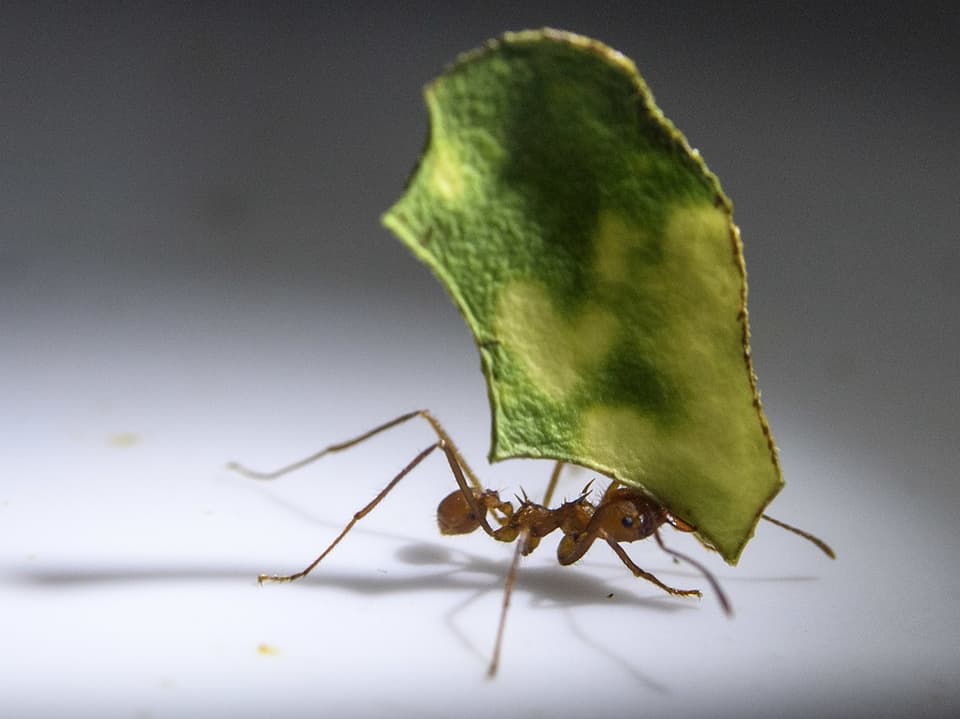 Eine Ameise trägt ein Blatt herum.