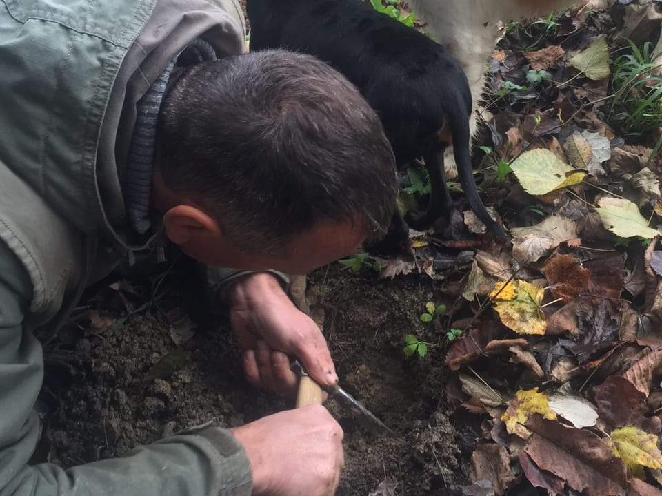 Trüffelsuche im Wald