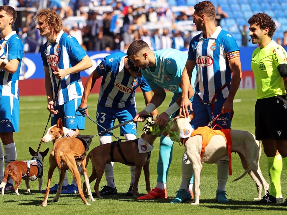 Die Spieler von Espanyol betreten das Feld vor dem Duell mit Mallorca mit elf Hunden.