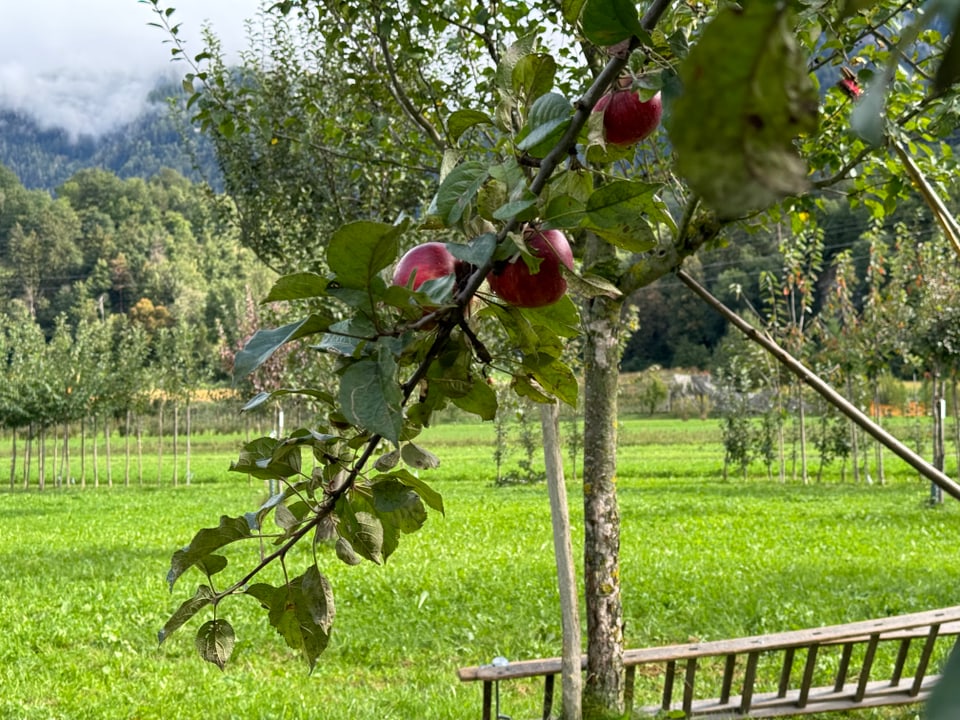 Apfelbaum mit roten Äpfeln auf grüner Wiese vor Bergkulisse.