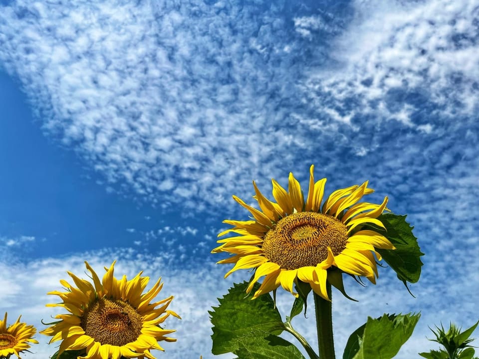 Sommerliche Temperaturen für die Sonnenblumen.