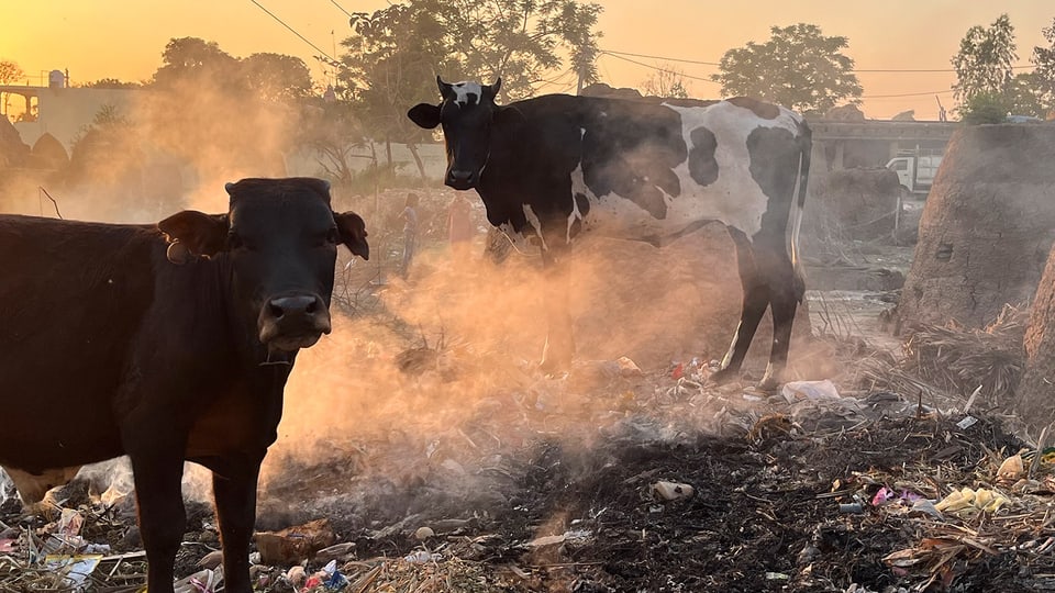 Kühe auf einer Müllhalde in Indien 