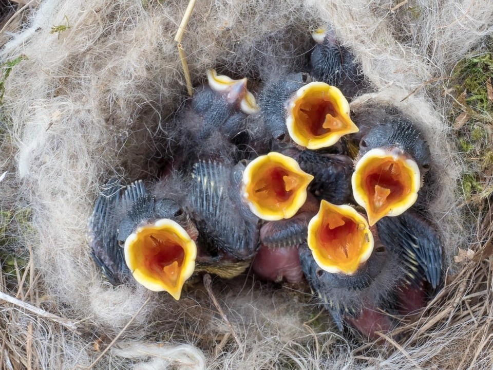 Kohlmeisen-Kücken sitzen im Nest.