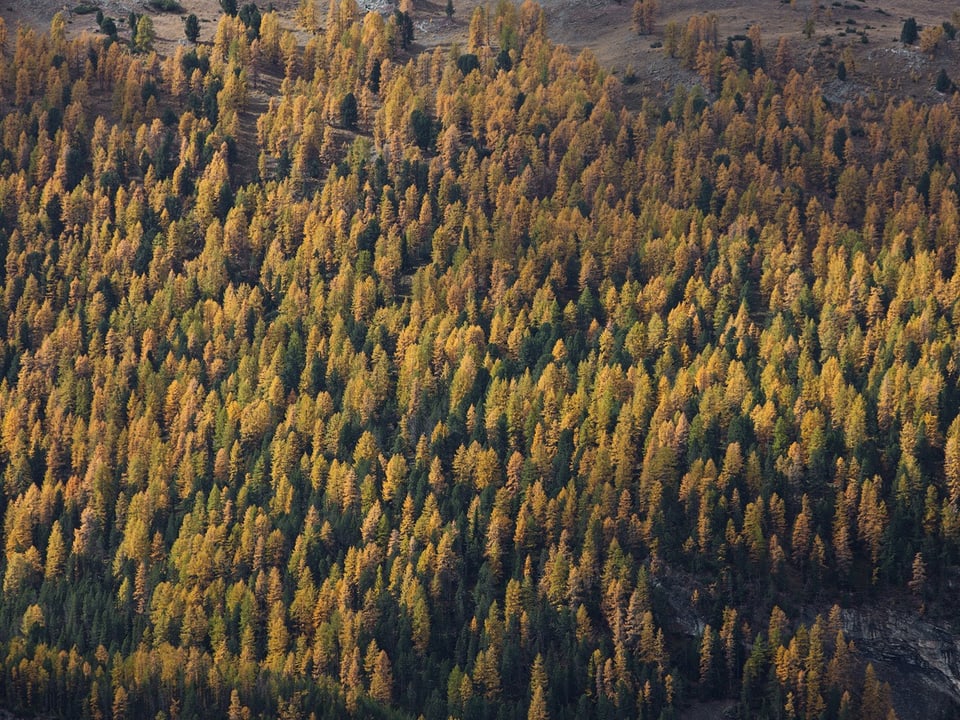 Wald im Nationalpark