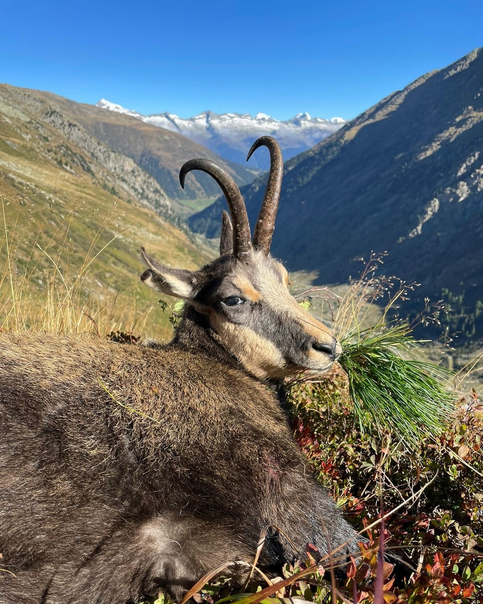 Il buc-chamutsch en harmonia cun la natira.