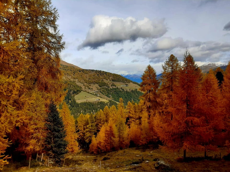 Herbstlicher Bergwald mit bunten Bäumen und Wolken.